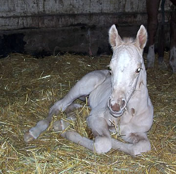 kids foal
